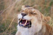 Löwin unterwegs zum Marafluss